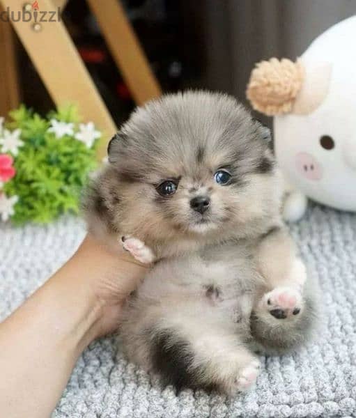 Teddy Bear mini Pomeranian Male From Russia 3