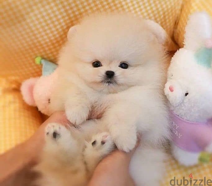 Teddy Bear mini Pomeranian Male From Russia 5