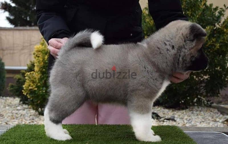 انثي امريكان اكيتا كلب -akita female dog 0