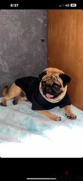 pure   بيور  كلب باج pug dog