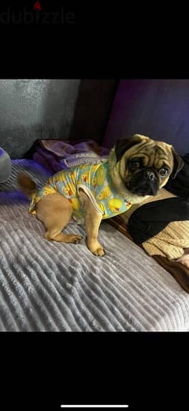 pure   بيور  كلب باج pug dog 1