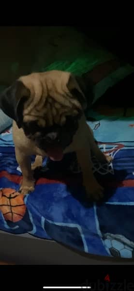 pure   بيور  كلب باج pug dog 4