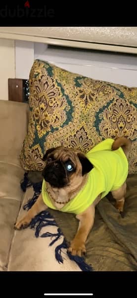 pure   بيور  كلب باج pug dog 5