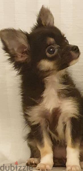 اجمل بنت مينى شيواوا لونج هير أبل هيد Mini Chihuahua 9