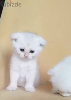 Rarely Colored Babies Scottish fold From Russia