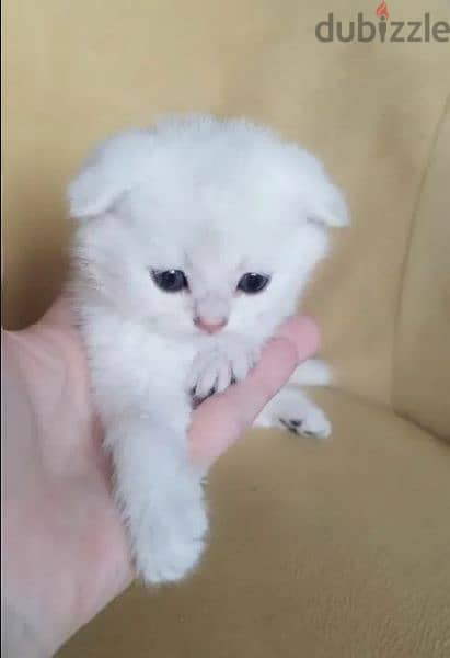 Rarely Colored Babies Scottish fold From Russia 2