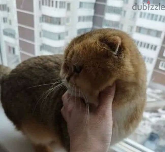 Rarely Colored Babies Scottish fold From Russia 5