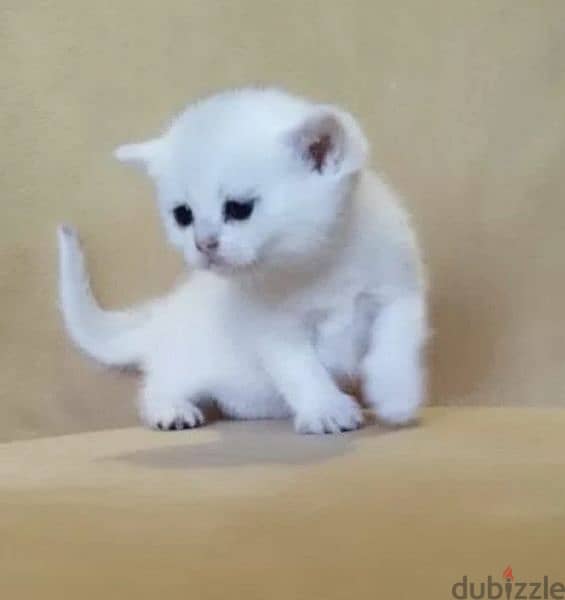 Rarely Colored Babies Scottish fold From Russia 6