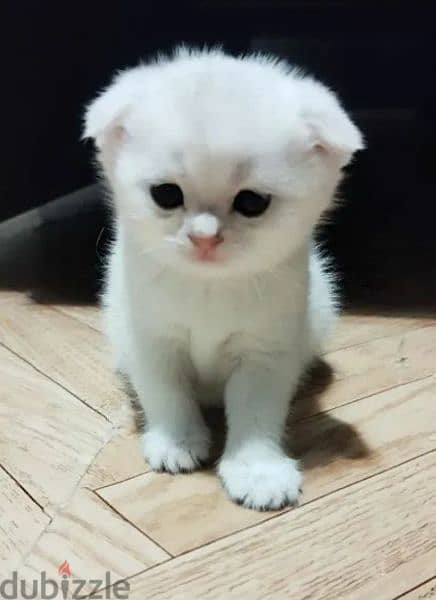 Rarely Colored Babies Scottish fold From Russia 9