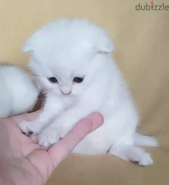 Rarely Colored Babies Scottish fold From Russia 11