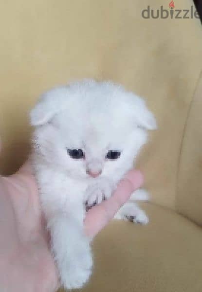 Rarely Colored Babies Scottish fold From Russia 12