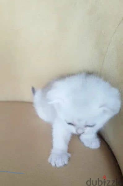 Rarely Colored Babies Scottish fold From Russia 13