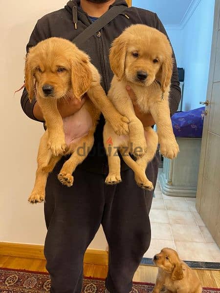 Golden Retriever puppy جراوي جولدن ريتريفر بيور مستوي فوق الممتاز 0