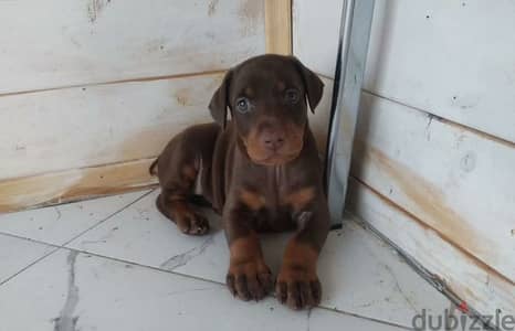 Doberman puppies for sale From Russia