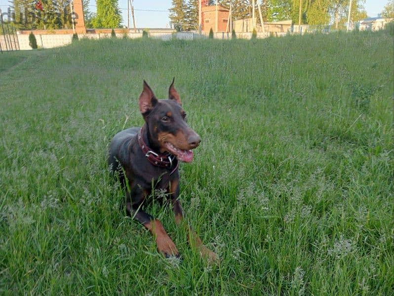 Doberman puppies for sale From Russia 1