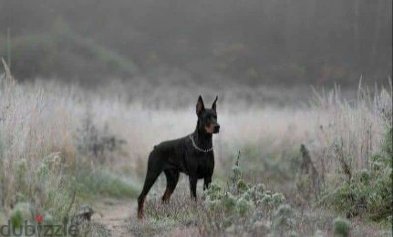 Doberman puppies for sale From Russia 2