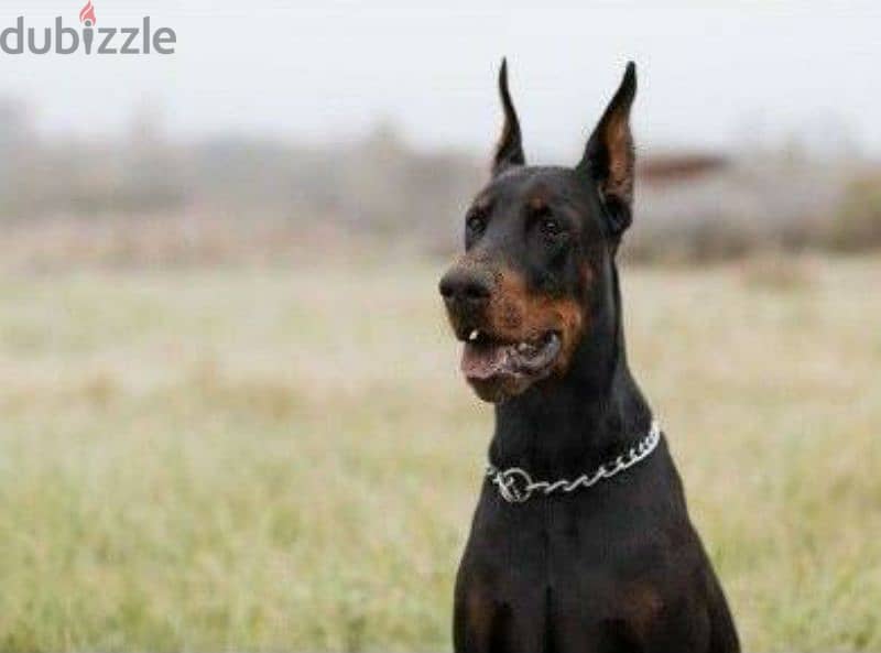 Doberman puppies for sale From Russia 3