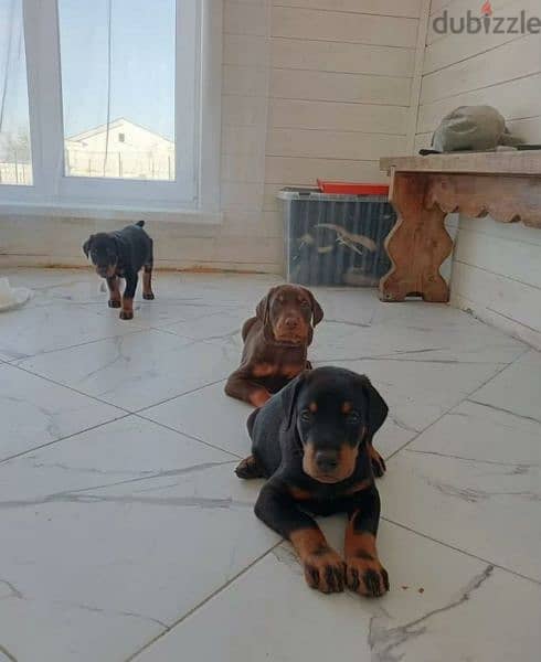 Doberman puppies for sale From Russia 4