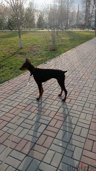 Doberman puppies for sale From Russia 5