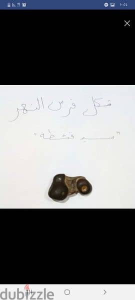 حجر نادر عثر عليه في صحراء حلوان 4