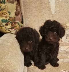 Toy Poodle Chocolate puppies From Russia 0