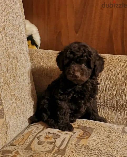 Toy Poodle Chocolate puppies From Russia 1