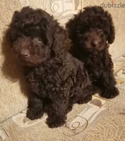 Toy Poodle Chocolate puppies From Russia 2