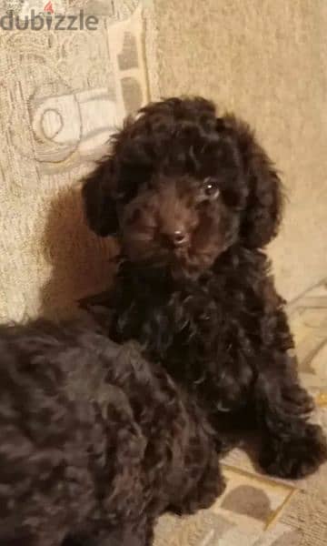 Toy Poodle Chocolate puppies From Russia 3