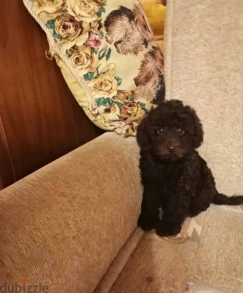 Toy Poodle Chocolate puppies From Russia 4