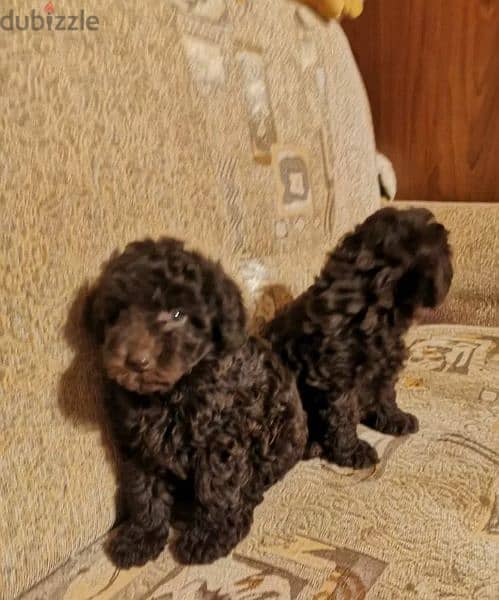 Toy Poodle Chocolate puppies From Russia 5