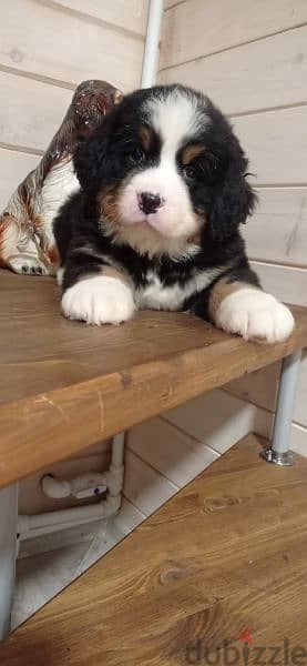 Bernese mountain dog From Russia