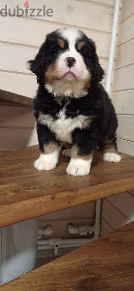 Bernese mountain dog From Russia 1