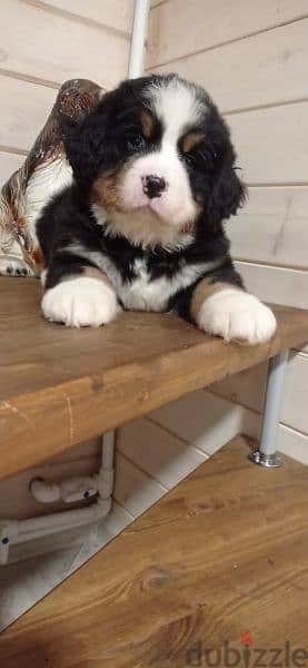 Bernese mountain dog From Russia 2