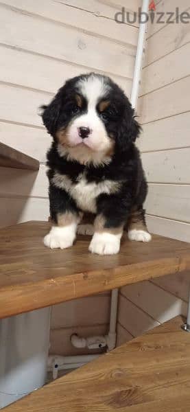 Bernese mountain dog From Russia 3