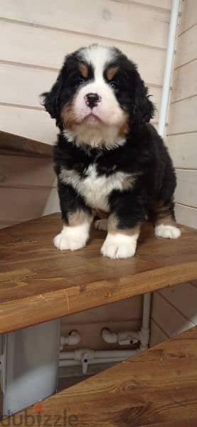 Bernese mountain dog From Russia 4