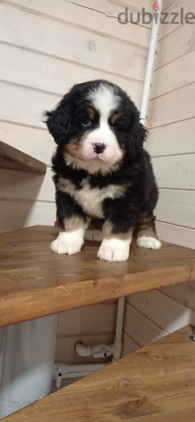 Bernese mountain dog From Russia 5