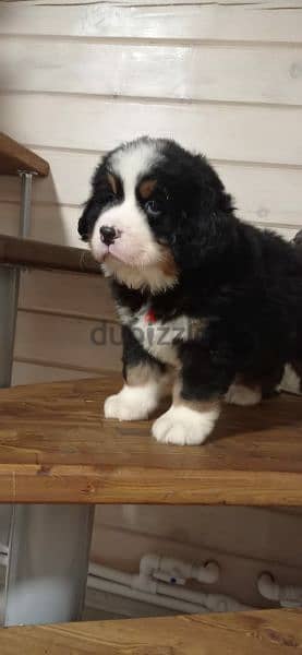 Bernese mountain dog From Russia 6