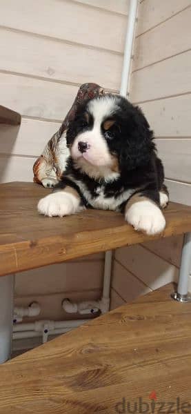 Bernese mountain dog From Russia 7