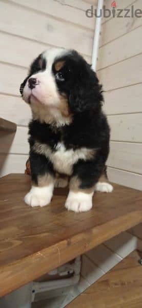 Bernese mountain dog From Russia 8