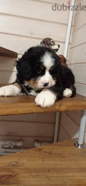 Bernese mountain dog From Russia 9