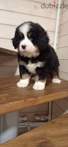 Bernese mountain dog From Russia 10