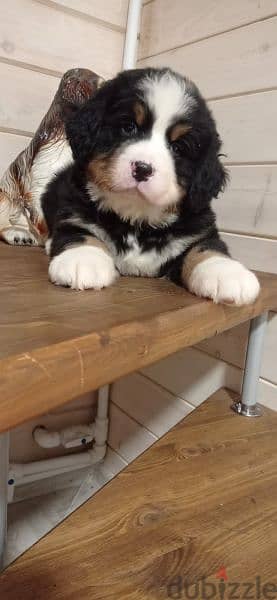 Bernese mountain dog From Russia 11