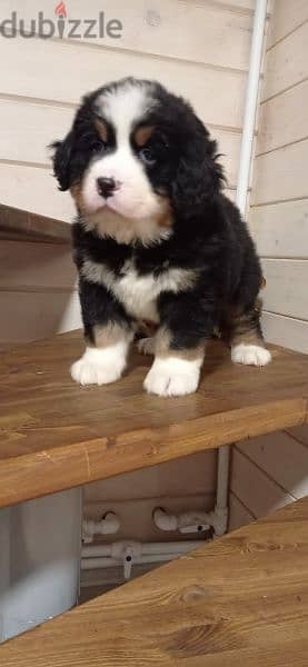 Bernese mountain dog From Russia 12