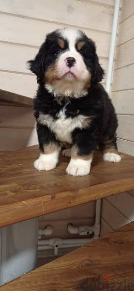 Bernese mountain dog From Russia 13