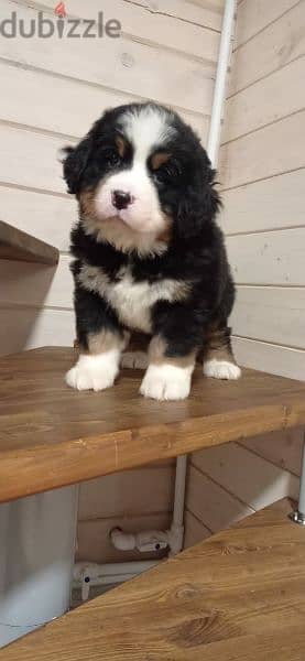 Bernese mountain dog From Russia 14