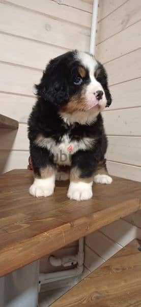 Bernese mountain dog From Russia 15