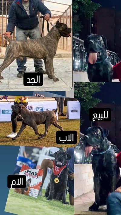 كلب كين كوروسو دكر cane corso