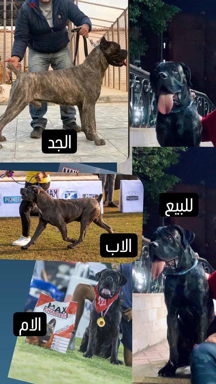 كلب كين كوروسو دكر cane corso 0