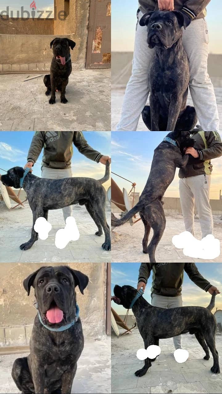 كلب كين كوروسو دكر cane corso 1