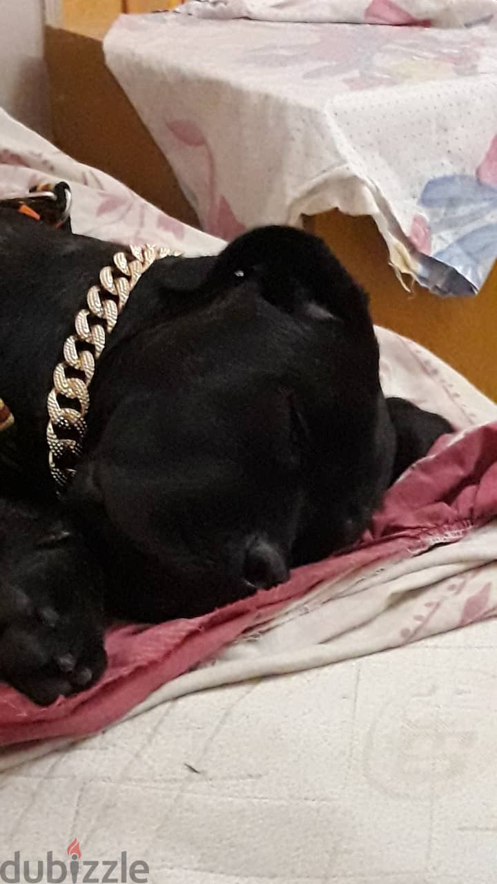 كلب كين كوروسو دكر cane corso 2